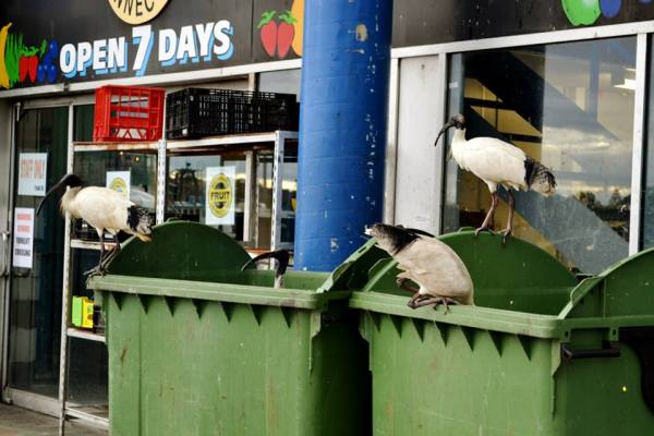 The Australian White Ibis, or as I like to call it, the Garbage Bird. As exotic as they look, they're actually a pest. 
